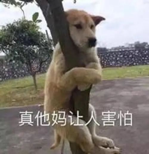 字母圈认真地谈谈BDSM